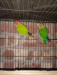 Love Brids